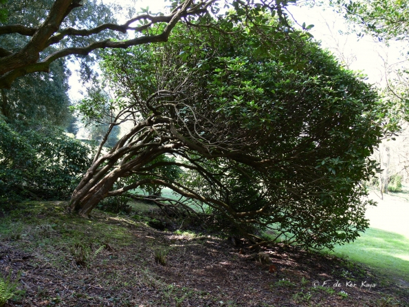 Bois des Moutiers (22) Avril 2012